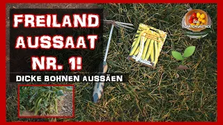 Jetzt Dicke Bohnen im Freiland aussäen! Erste Freiland Aussaat 2020