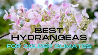 The Best Hydrangeas for Cold Climates! 🍃🌿 Perfect Hydrangeas for zone 4 / 5 🌿🍃