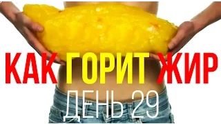 День № 29. Как сгорает жир и куда уходит лишний вес при похудении