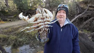 Catching MASSIVE crayfish with Tim