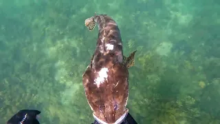 Spearfishing With Big Stingray