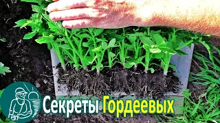 🌱 The Whole Truth about Seedlings 🌿 Cultivation of Seedlings According to Gordeev’s Technology