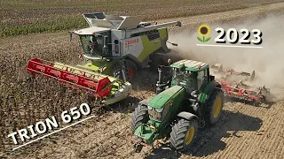 🌻 MOISSON de TOURNESOL 2023 : CLAAS TRION 650 💪💨 !!