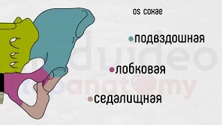 Скелет нижней конечности