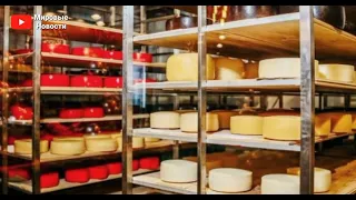 Производство козьего сыра по французским технологиям планируется открыть в Казахстане