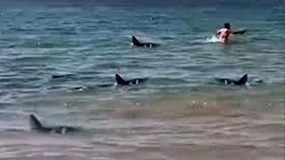 The Most Brutal Shark Attacks of 2023
