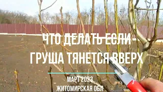 Что делать если груша тянется вверх.  Три года от посадки.