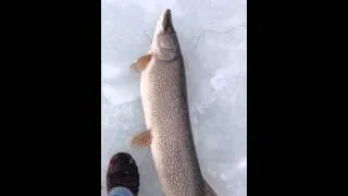 Western Massachusetts northern pike