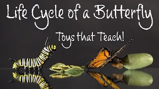 The Life Cycle of a Monarch Butterfly Toys that Teach by Safariology