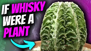 Unboxing 6 x Rare Cacti That are the Whisky of the Plant World | Astrophytum Japanese Cultivars