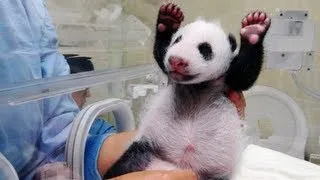 Baby Panda Meets Mom For First Time