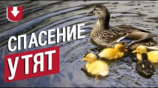 Пожарные залезли в канализацию: спасали утят