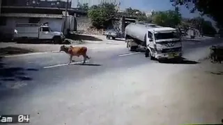 Cow life save