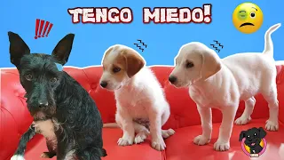 ¡Lana TIENE MIEDO a los CACHORROS! ¿Me morderán? 😨