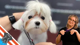 Maltese puppy - Dog first grooming. The haircut under the comb.