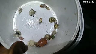 menemukan kelomang kecil-kecil 😱, mencari dan menemukan kelomang kecil, Umang-Umang, hermit crab
