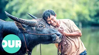 How Limited Water Is Shared Between Animals And Humans | Our World