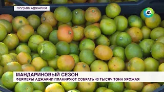 Новогодний фрукт: на западе Грузии начался сбор мандаринов