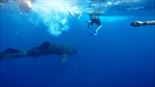 Snorkling with Whale Sharks