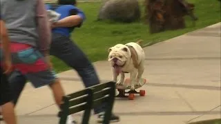 Skateboarding dog makes it into Guinness World Records