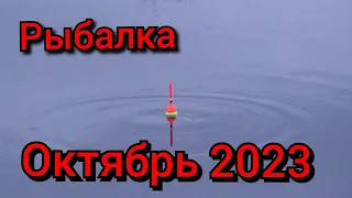 Рыбалка на поплавок 22 октября 2023! Ловля карася на на клубнику в камышах в диком лесном озере!