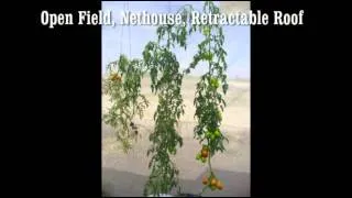 The Retractable Roof Production System impact on plant development and insects