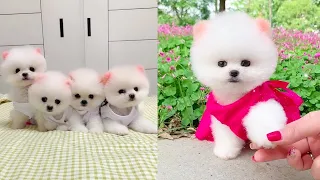 Cute and Funny Pomeranian Videos 108 #Shorts