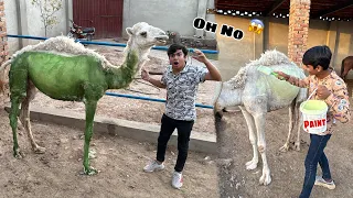 Subhan Ny Camel Ko Colour Kr Dea 😱 Pagal Ho Gea 🥲