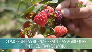 Asohofrucol: Como son las buenas practicas agricolas en el cultivo de mora - TvAgro por Juan Gonzalo