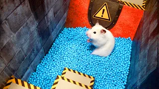 Rainbow Pool Maze for Hamster