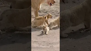 Brave Lion Cub! #shorts#lion#baby#cute#cat