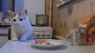 Кот, еда на столе и скрытая камера! Пройдет ли испытание?