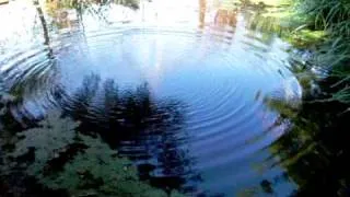 Ripples on a pond