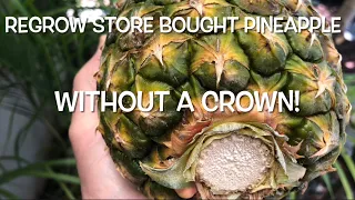 REGROW STORE BOUGHT PINEAPPLES EVEN WITHOUT A CROWN!