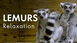 The Calming Sounds of Lemurs: Stress Relief Music