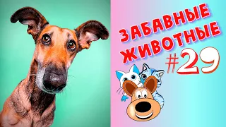 Смешные Животные / Приколы 2020 / Приколы Животные /Приколы с Животными / Лучшие Приколы #29