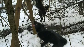 Охота на куницу с лайкой . Тяжелая охота .