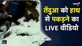 Viral | OMG! सब्जी की क्रेट और पेड़ों वाली जाली से पकड़ा तेंदुआ | Shimla | Himachal Pradesh