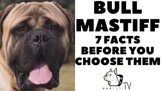 Before you buy a dog - BULLMASTIFF - 7 facts to consider!  DogCastTV!