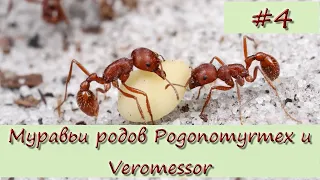 Муравьи-жнецы не относящиеся к роду Messor (род Pogonomyrmex и род Veromessor)