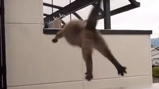 Эпический прыжок кота / Epic cat jump