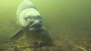 Карпфишинг под водой| подводная съемка карпа весной