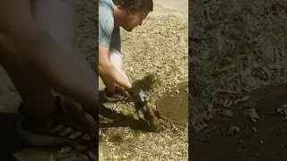 Cute Armadillo Rescued From Hole!