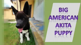 Americká akita 4 mesiace   ♂