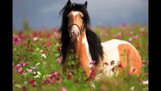 Самые красивые лошади в мире!!!