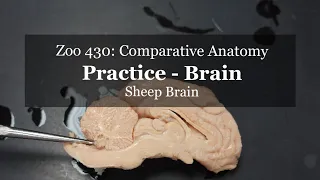 Practice: Sheep Brain and all cranial nerves I-XII