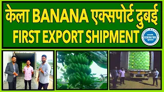 बनाना एक्सपोर्ट सक्सेस स्टोरी पुणे से दुबई  Banana Export Success Story Pune to Dubai with costing