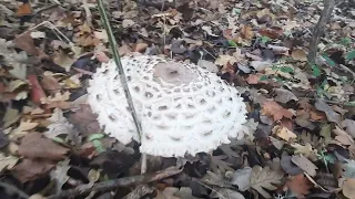 Лепиота кориичнево - краасная лат  Lepiota brunneoincarnata. Грибы в Крыму - 25 октября 2022 года.