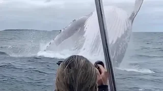 Incredible moment! Huge humpback whale breaches in front of tourists