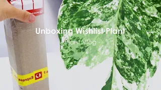 Plant Vlog _The reason that I purchased this | Unboxing Wishlist Plant Collective houseplants